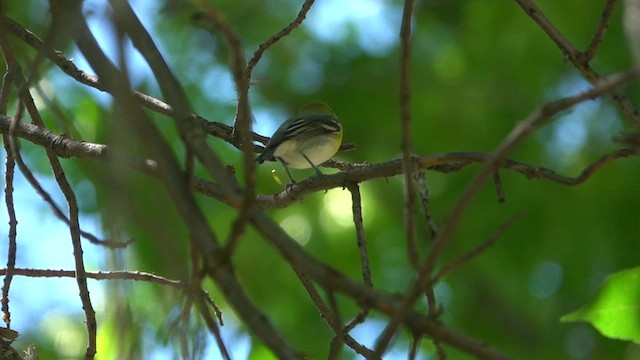 Sarı Gerdanlı Vireo - ML581638181