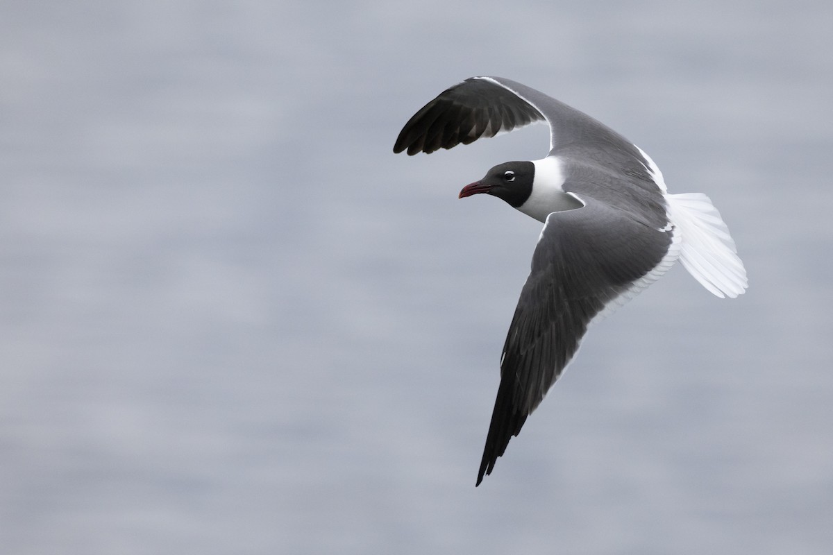 Laughing Gull - ML581638541