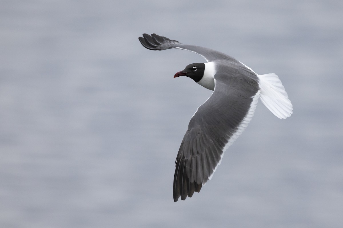 Mouette atricille - ML581638551