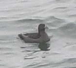 Rhinoceros Auklet - ML581638921