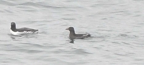 Rhinoceros Auklet - ML581638931