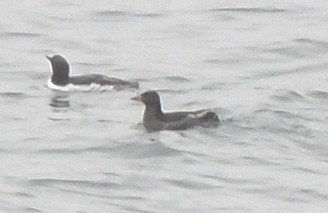 Rhinoceros Auklet - ML581638941