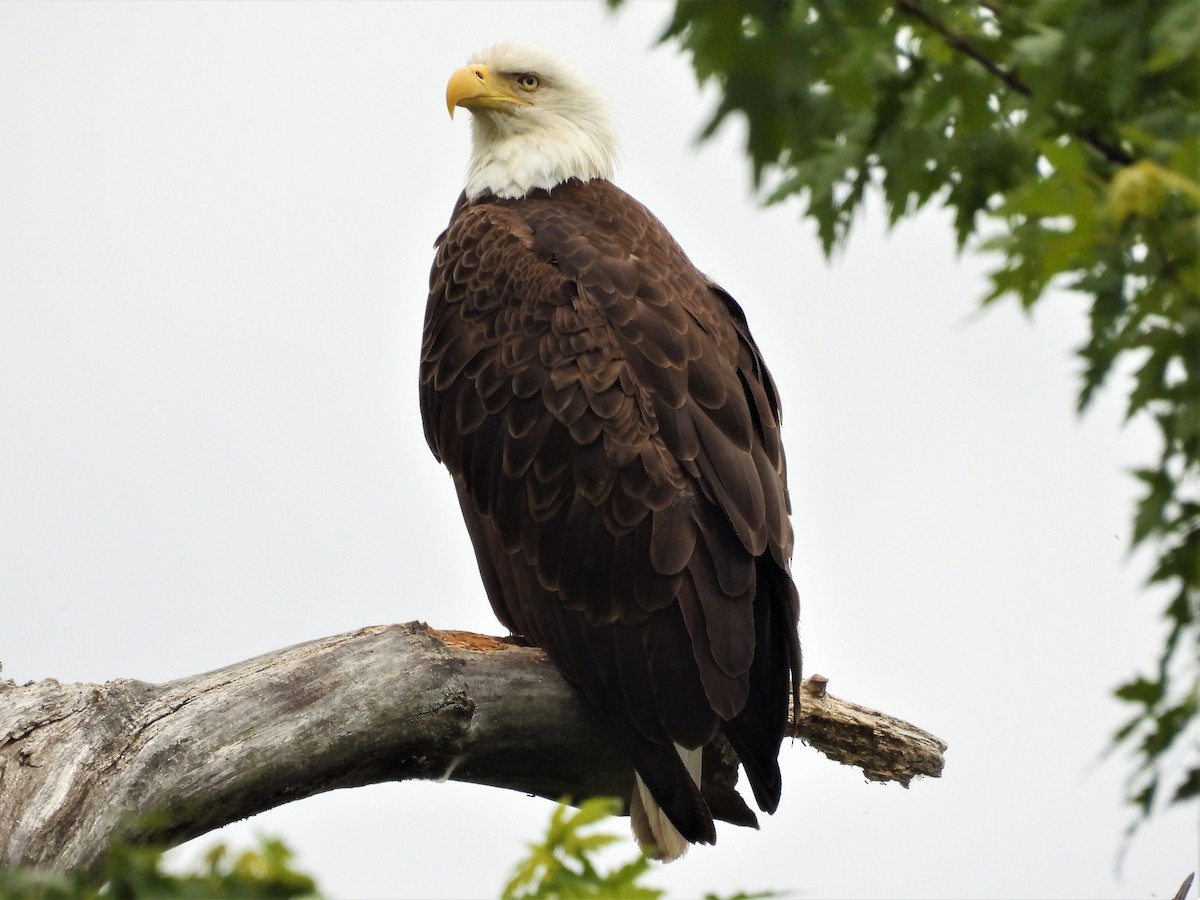 Bald Eagle - Susan Gowen