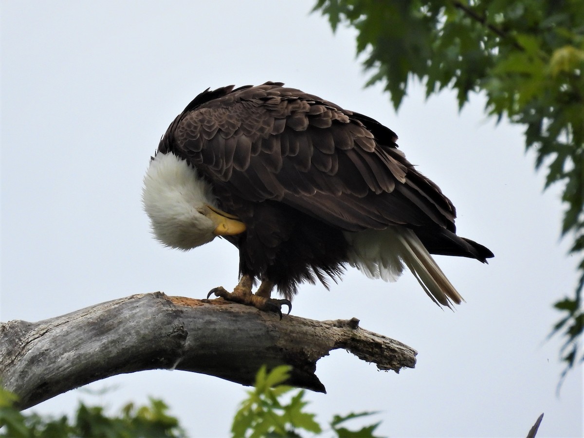 Bald Eagle - Susan Gowen