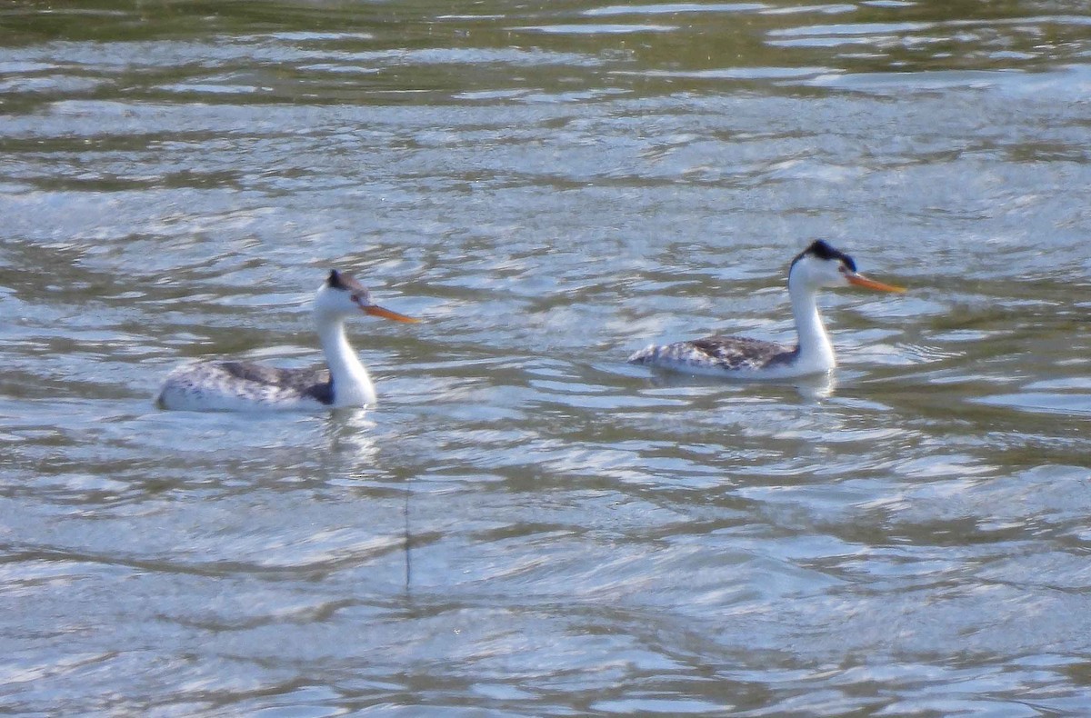 Clark's Grebe - ML581640011