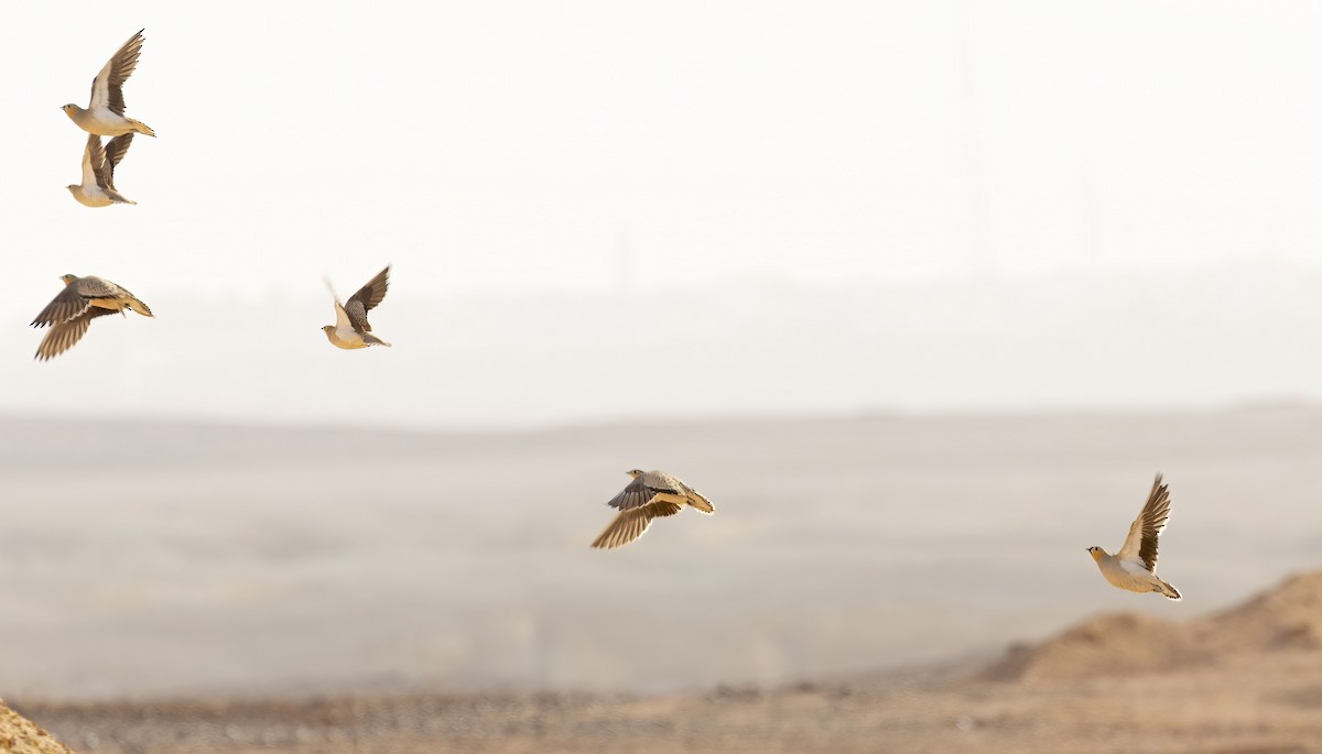 Crowned Sandgrouse - ML581641141