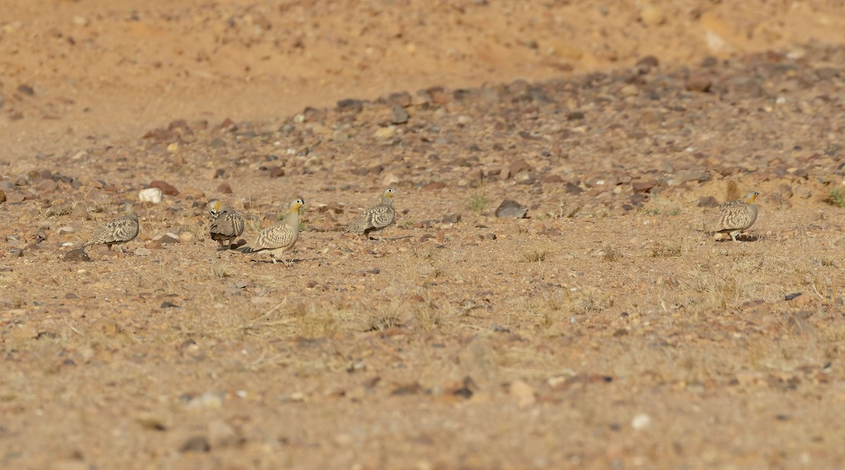 Crowned Sandgrouse - ML581641221