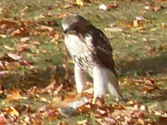 Red-tailed Hawk - ML581641811