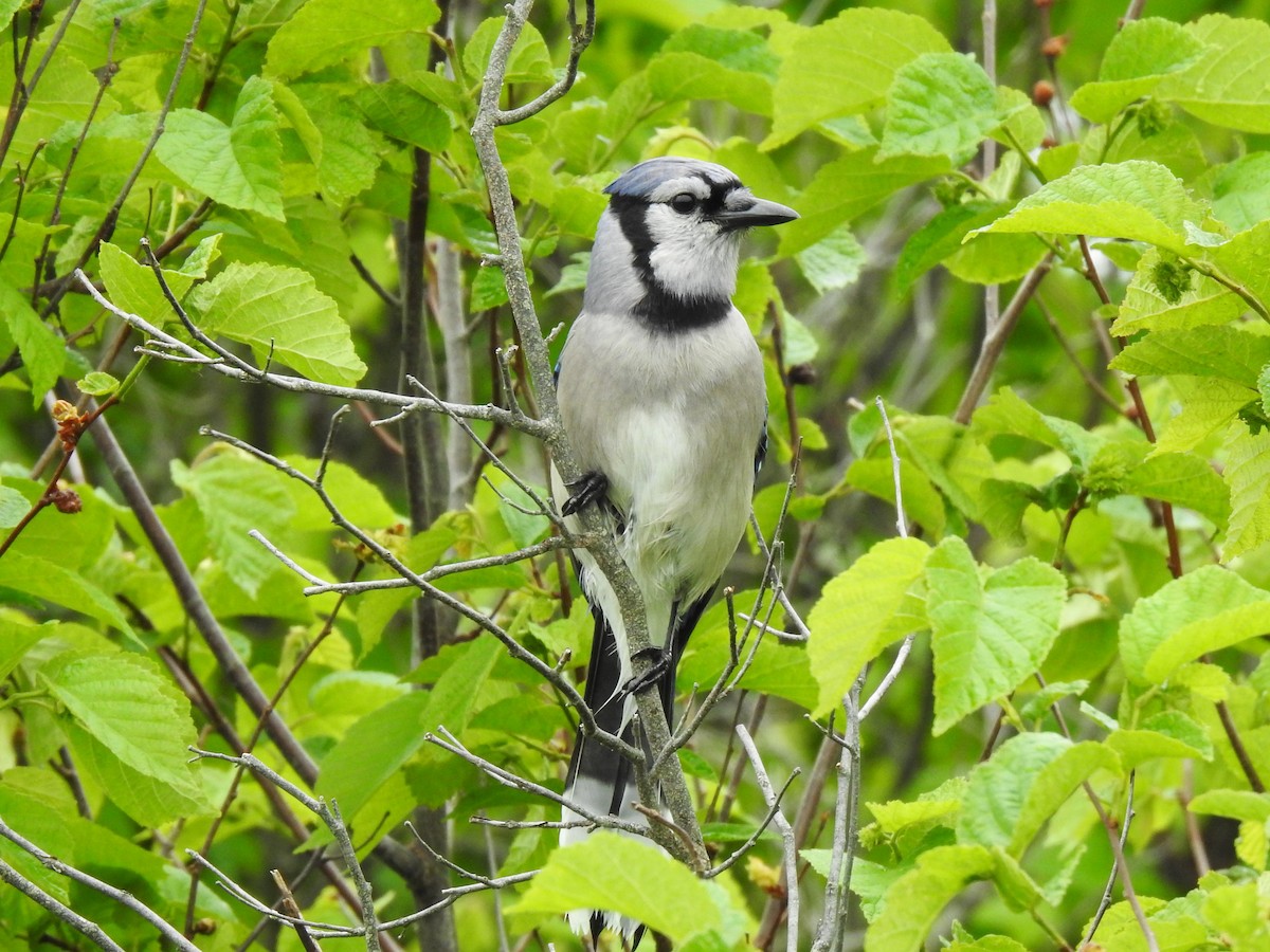 Blue Jay - ML581641841