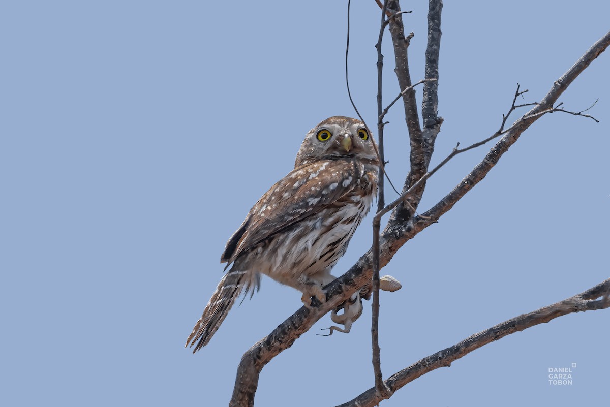 Northern Pygmy-Owl (Cape) - Daniel  Garza Tobón