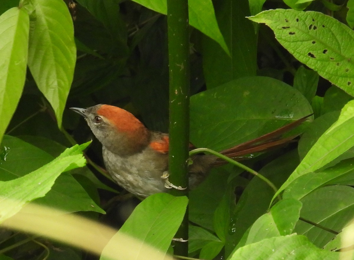 Azara's Spinetail - Nelson  Vanegas