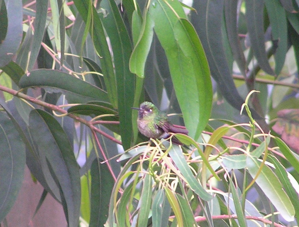 kolibřík dřišťálový - ML581643821