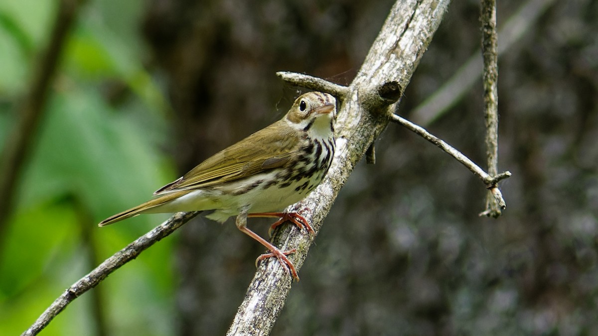 Ovenbird - ML581644071