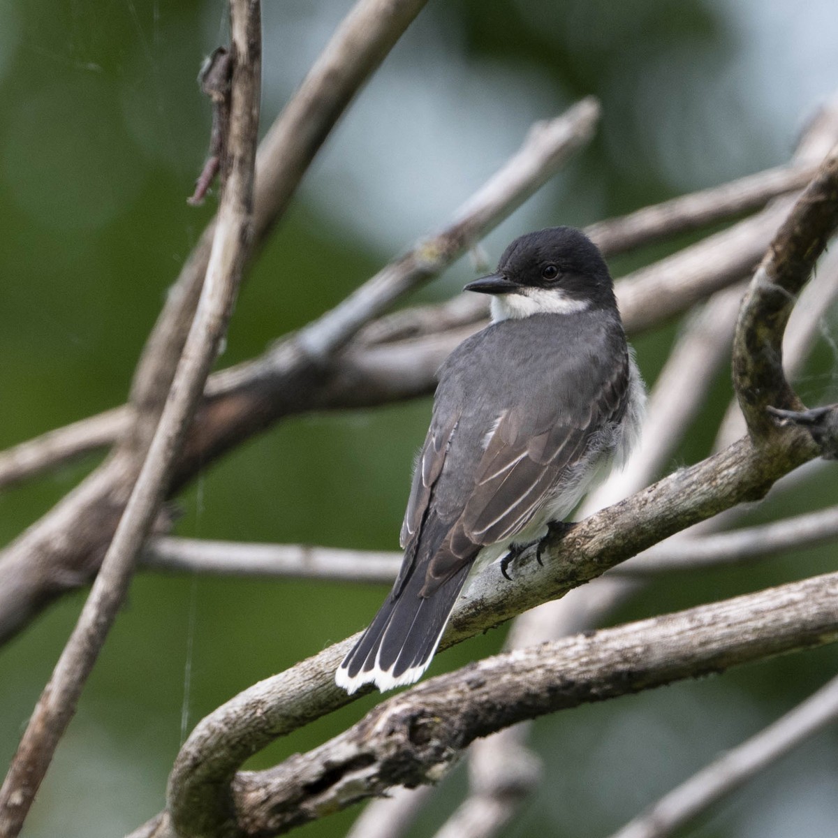 Eastern Kingbird - ML581645741