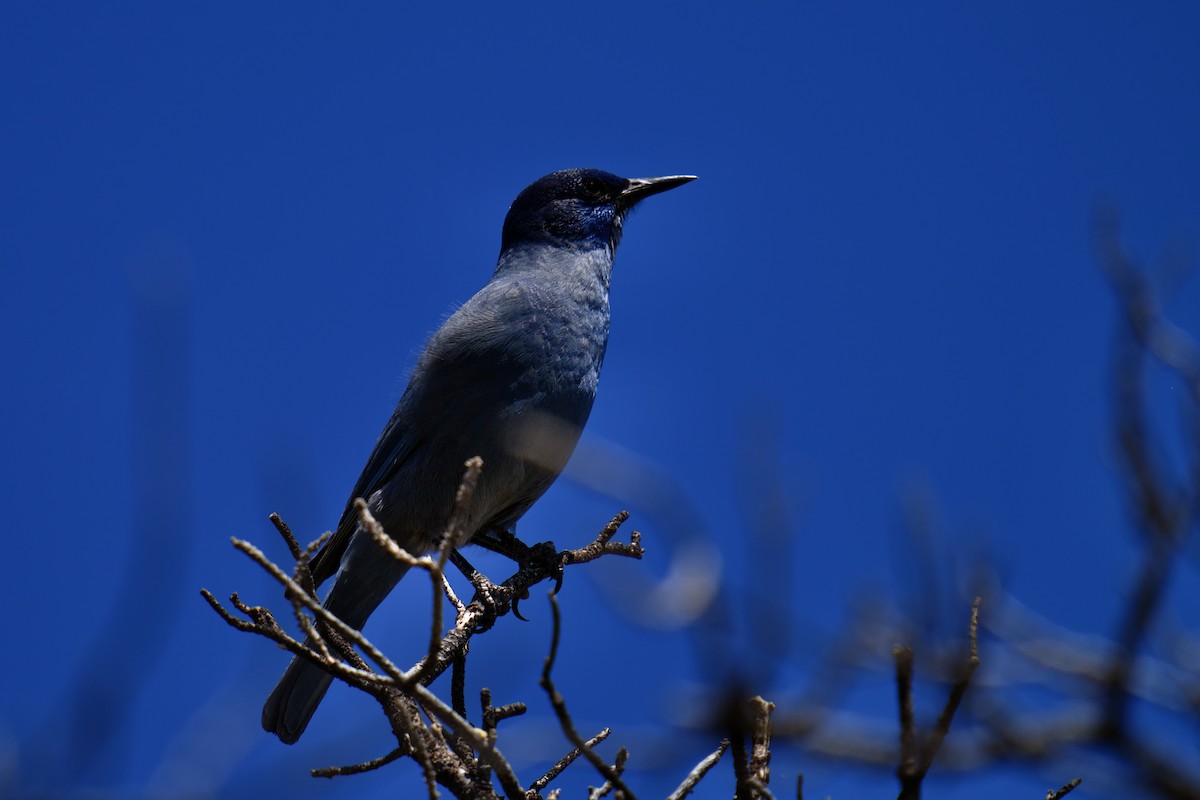 Pinyon Jay - ML581647201