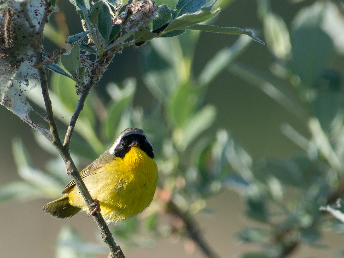 Common Yellowthroat - ML581648031