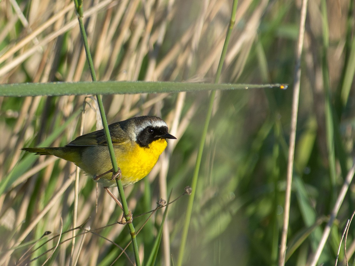 Common Yellowthroat - Chris Diehl