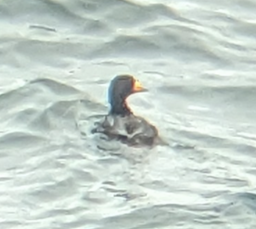 Black Scoter - Zachary Peterson