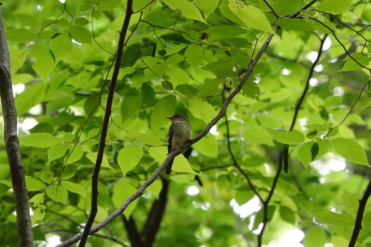 Acadian Flycatcher - ML581650631