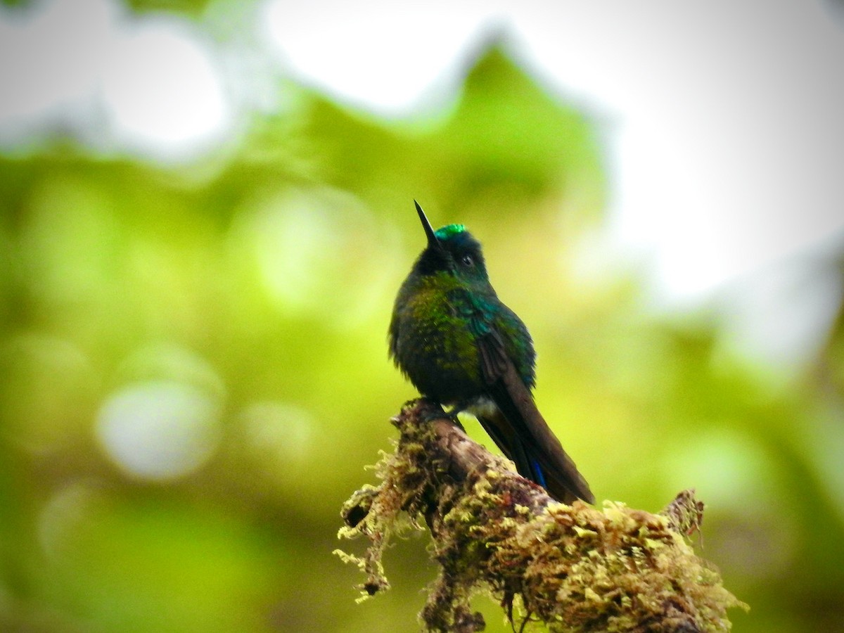 Violet-tailed Sylph - ML581651801