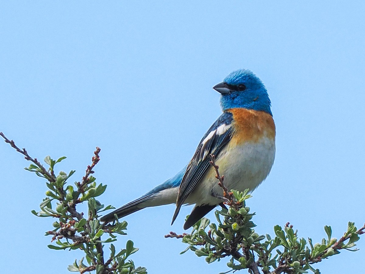 Lazuli Bunting - ML581651831