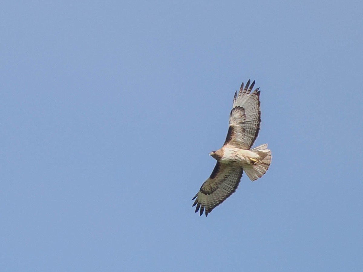Red-tailed Hawk - ML581652071