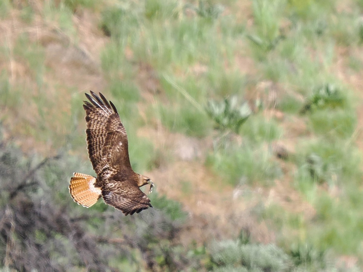 Red-tailed Hawk - ML581652081
