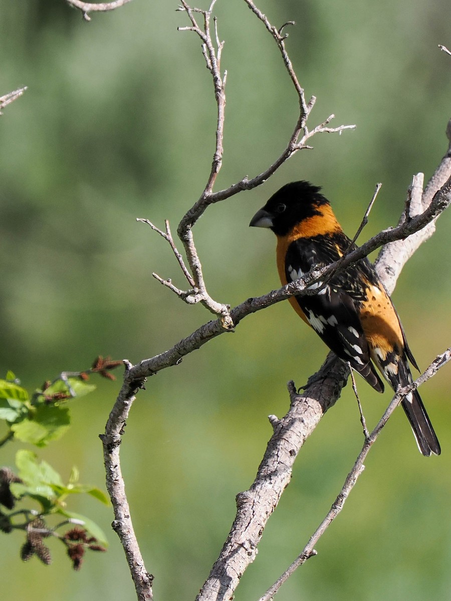 Black-headed Grosbeak - ML581652121