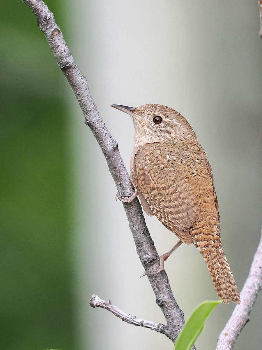 House Wren - ML581652181