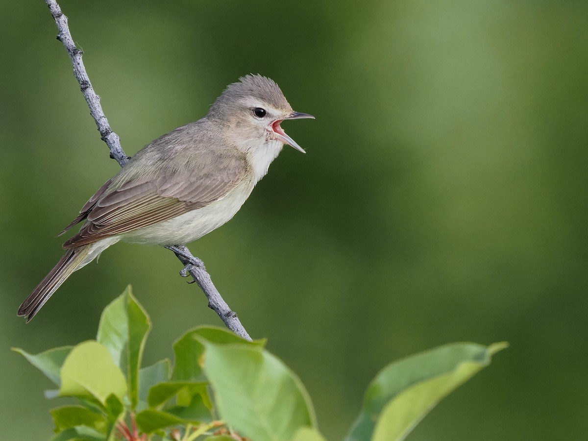 Warbling Vireo - ML581652251