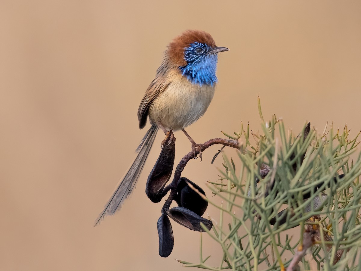 Rufous-crowned Emuwren - Stipiturus ruficeps - Birds of the World