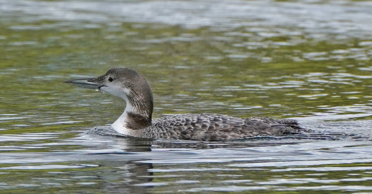 Common Loon - Greg Mihalik