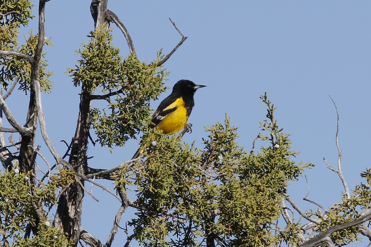 Scott's Oriole - ML58165381