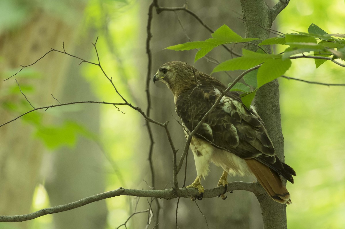 Red-tailed Hawk - ML581654311