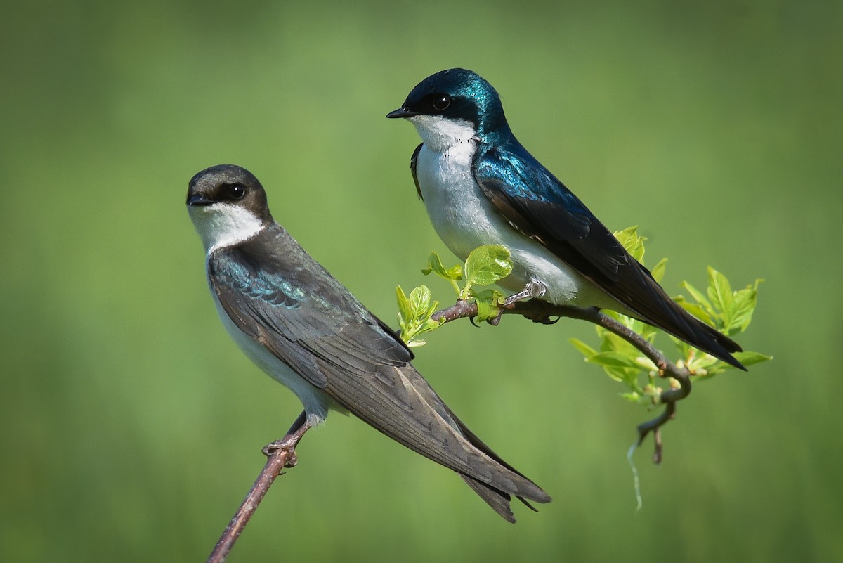 Tree Swallow - ML581654451