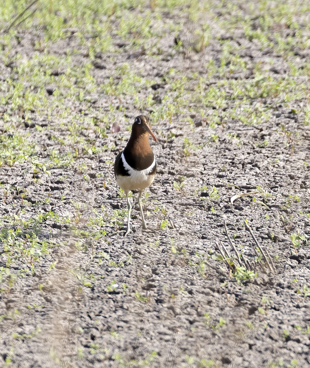 Greater Painted-Snipe - ML581654561