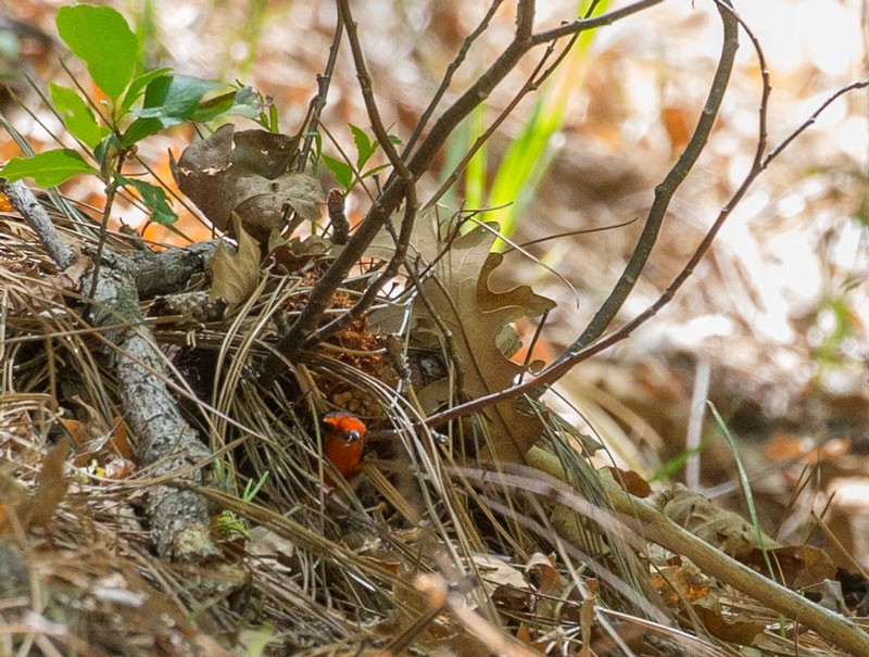 Red-faced Warbler - ML58165471