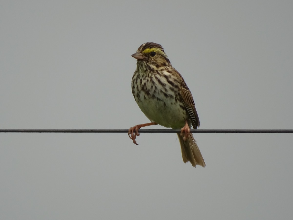 Savannah Sparrow - ML581654851
