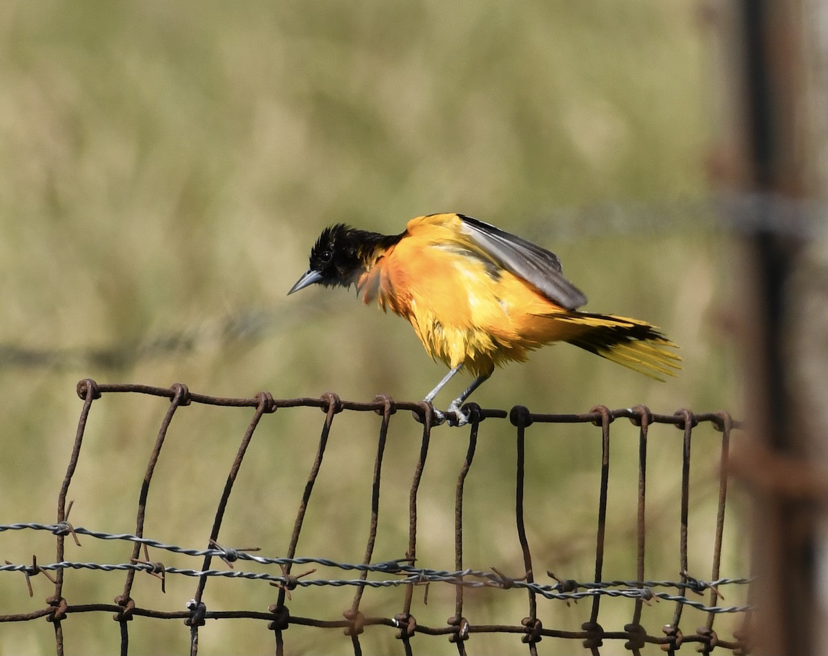 Baltimore Oriole - ML581654901