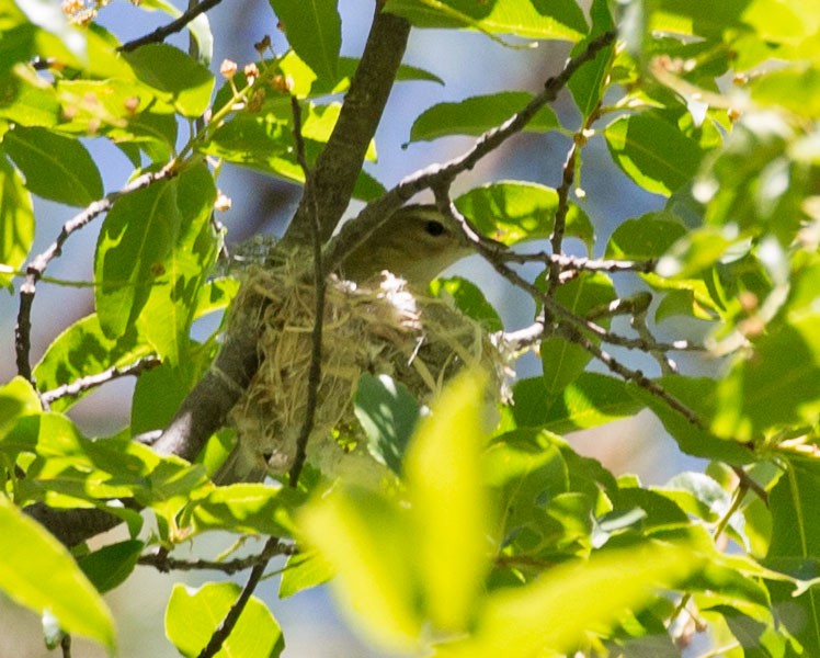 Western Warbling Vireo - ML58165531