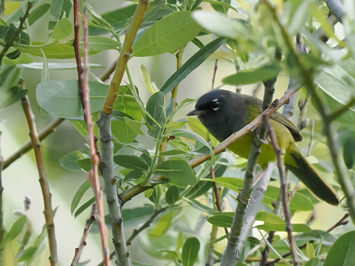 MacGillivray's Warbler - ML581655411