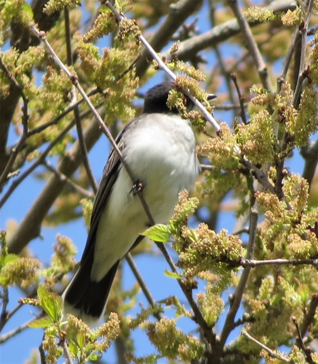 Eastern Kingbird - ML581657581