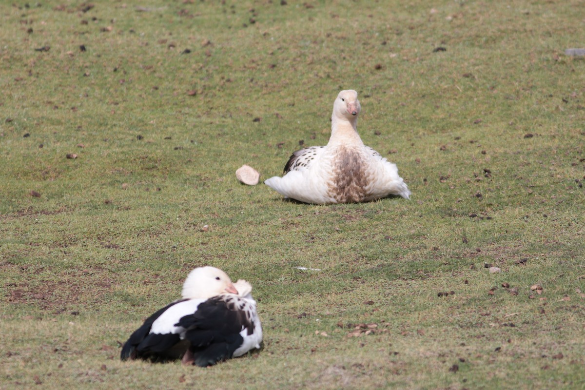 Andean Goose - ML581657731