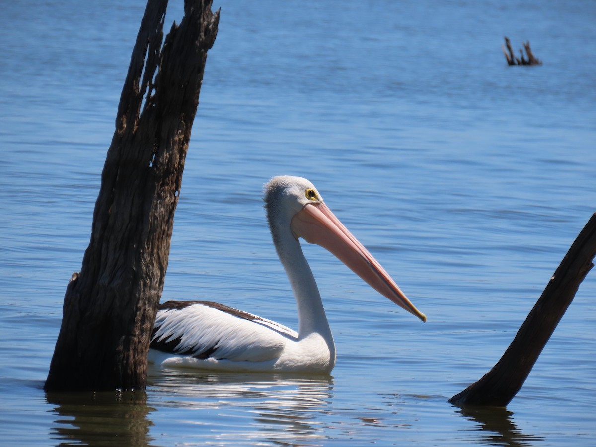 Australian Pelican - Kenny Spottit