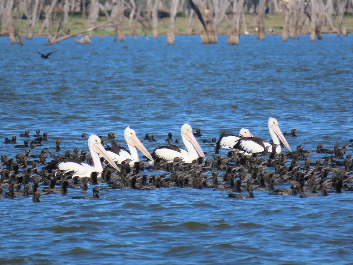 Australian Pelican - Kenny Spottit