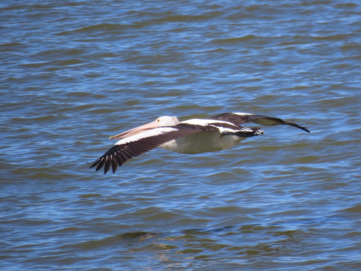 pelikán australský - ML581658111