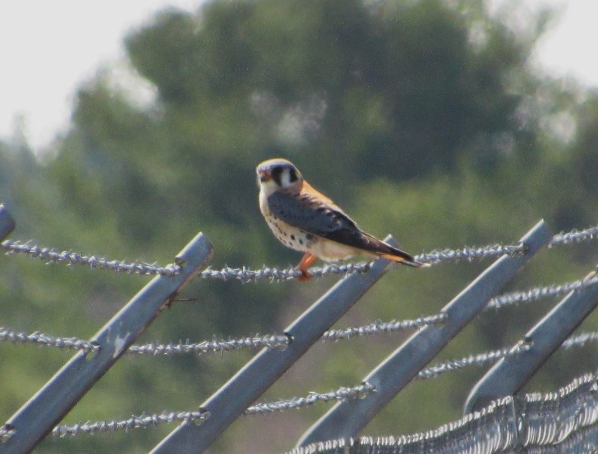 American Kestrel - John Koon