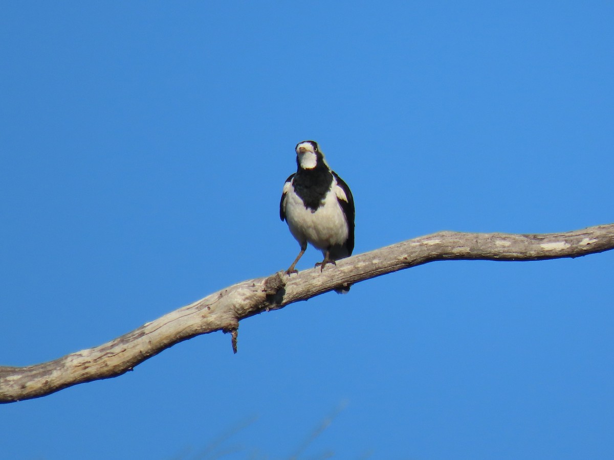 Magpie-lark - Kenny Spottit