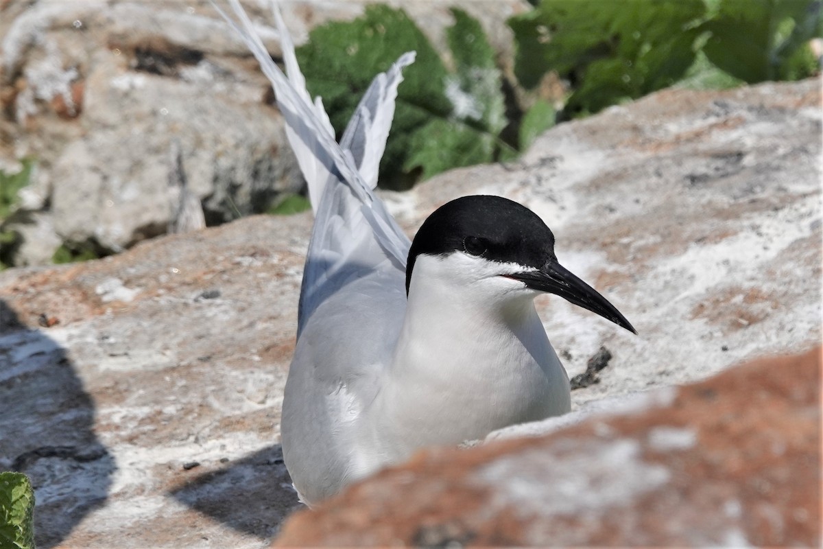 Roseate Tern - Stacey Keefer