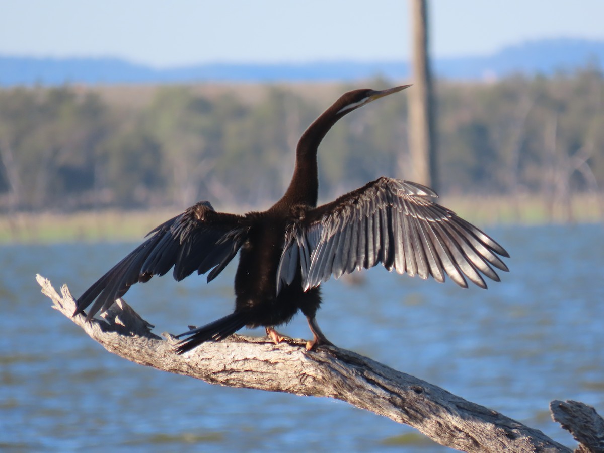 Australasian Darter - ML581660551